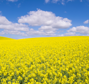 Canola growing in field